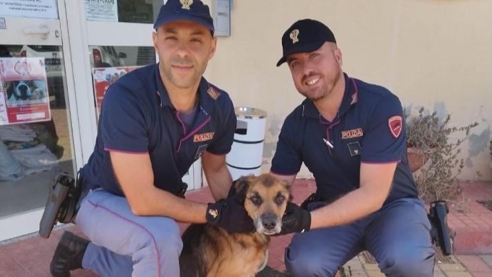 Cane denutrito e impaurito: proprietario denunciato per maltrattamenti sugli animali
