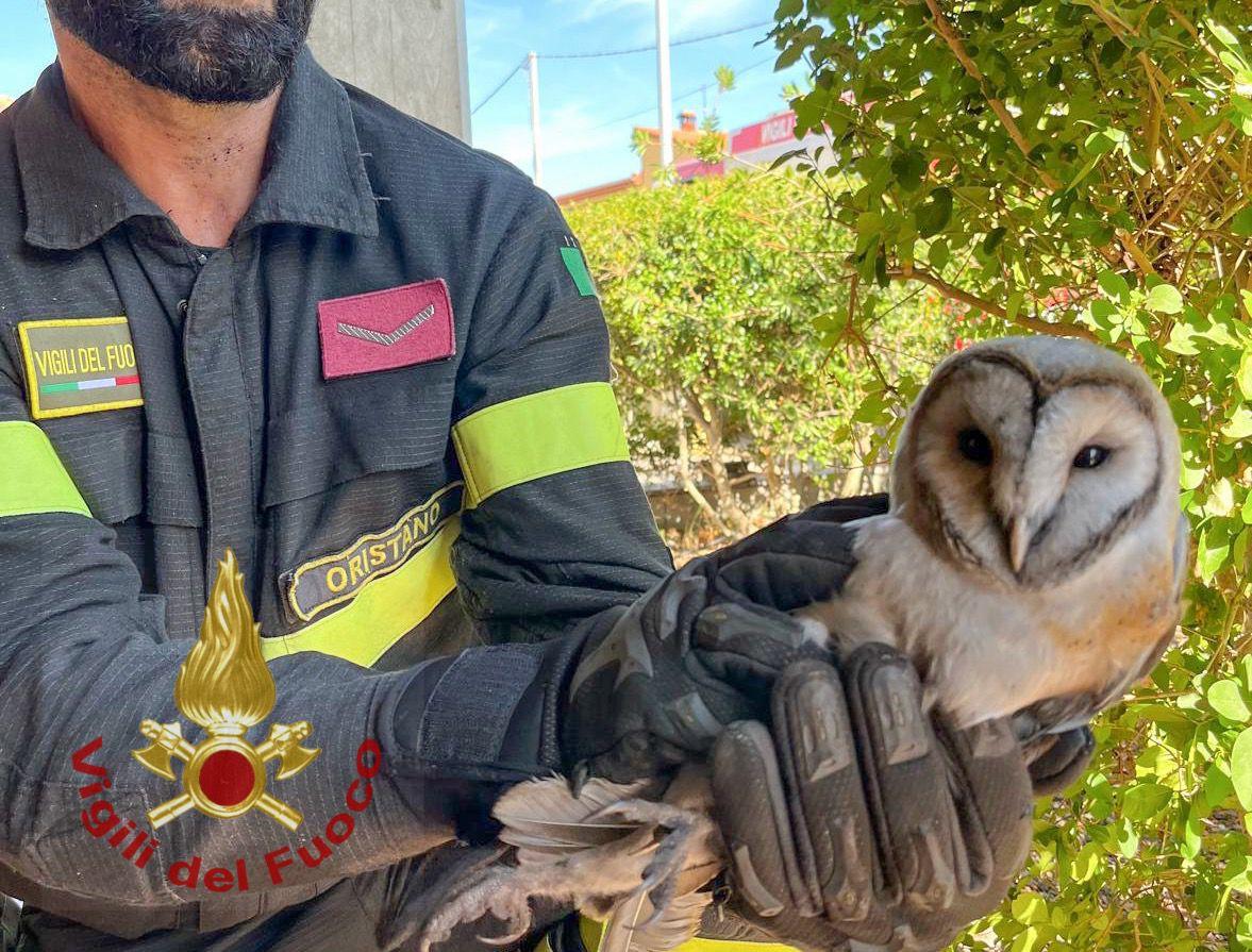 Barbagianni intrappolato in una canna fumaria viene salvato dai Vigili del fuoco