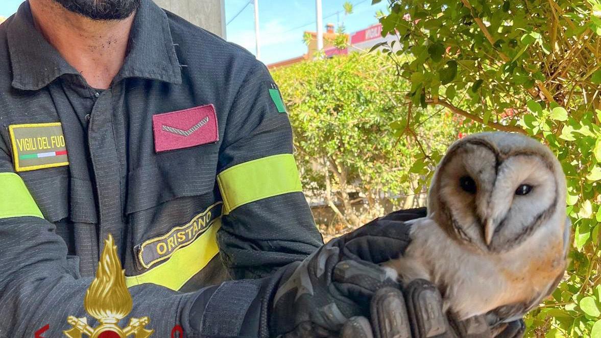 Barbagianni intrappolato in una canna fumaria viene salvato dai Vigili del fuoco