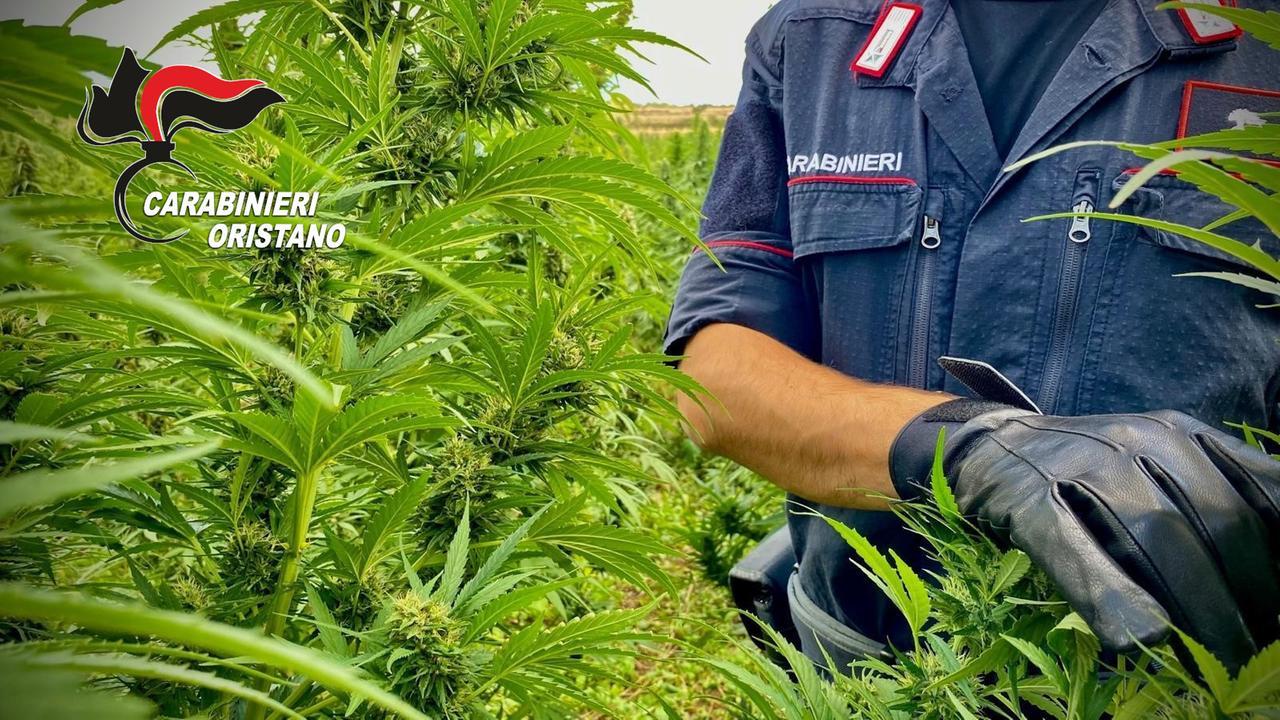 Sequestrata maxi piantagione di marijuana: un arresto