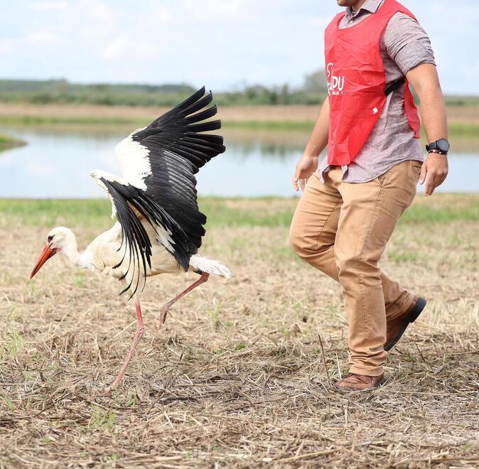 
	La cicogna bianca tornata in libert&agrave; (foto Nucci)

