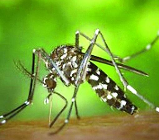 A Novellara il primo caso di Chikungunya in provincia di Reggio Emilia