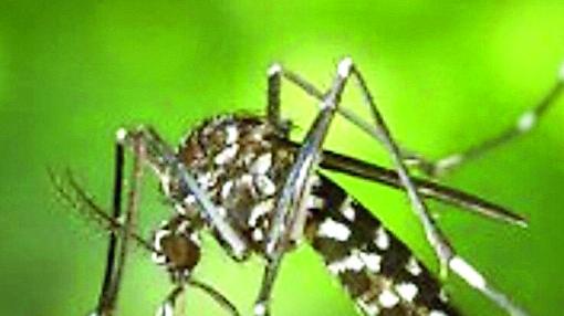 A Novellara il primo caso di Chikungunya in provincia di Reggio Emilia