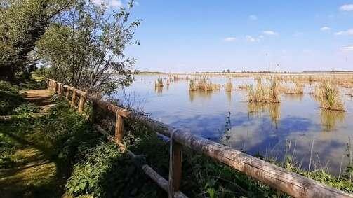 Portomaggiore: pesci morti e anossia. «L’Oasi di Bando è senza ossigeno»