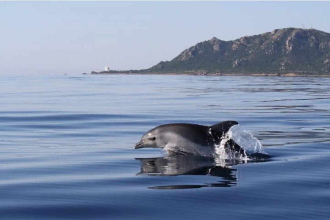 Delfino impigliato nelle reti, due pescatori lo liberano – VIDEO