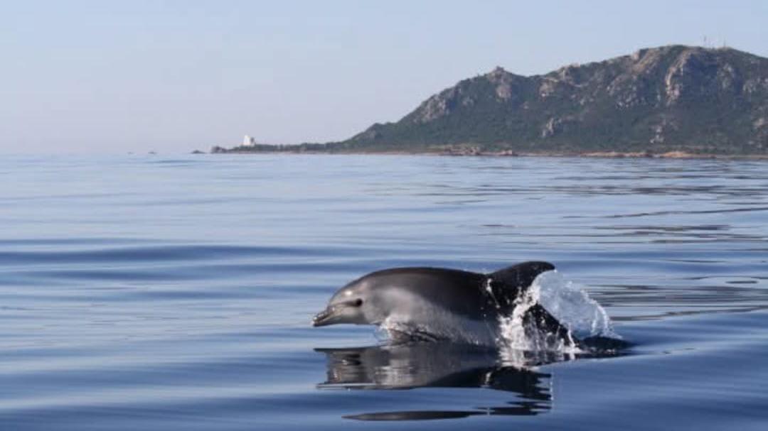 Delfino impigliato nelle reti, due pescatori lo liberano – VIDEO