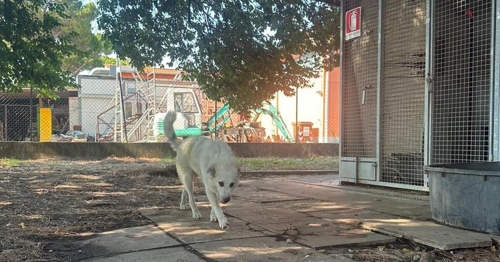 Animali abbandonati per povertà, l’esperto: «È come una nuova epidemia»