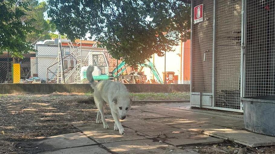 Animali abbandonati per povertà, l’esperto: «È come una nuova epidemia»