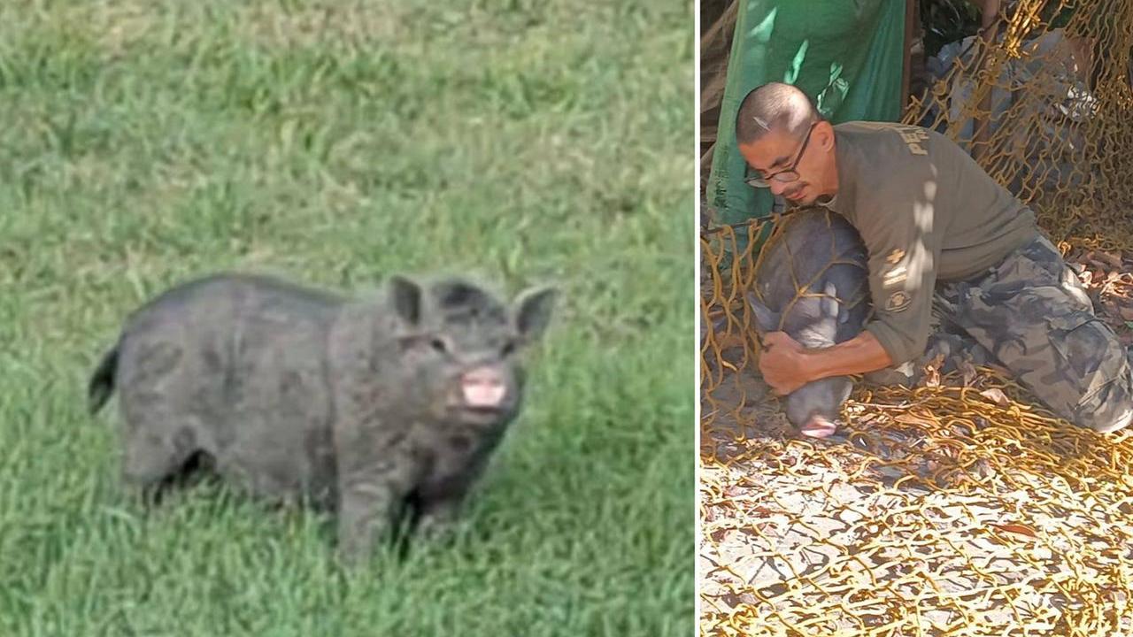 La maialina Flora e l'intervento di recupero