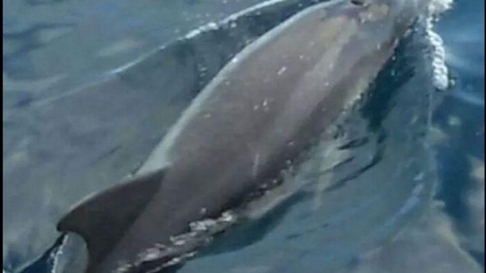Delfino ucciso a Golfo Aranci, aperta un’indagine 