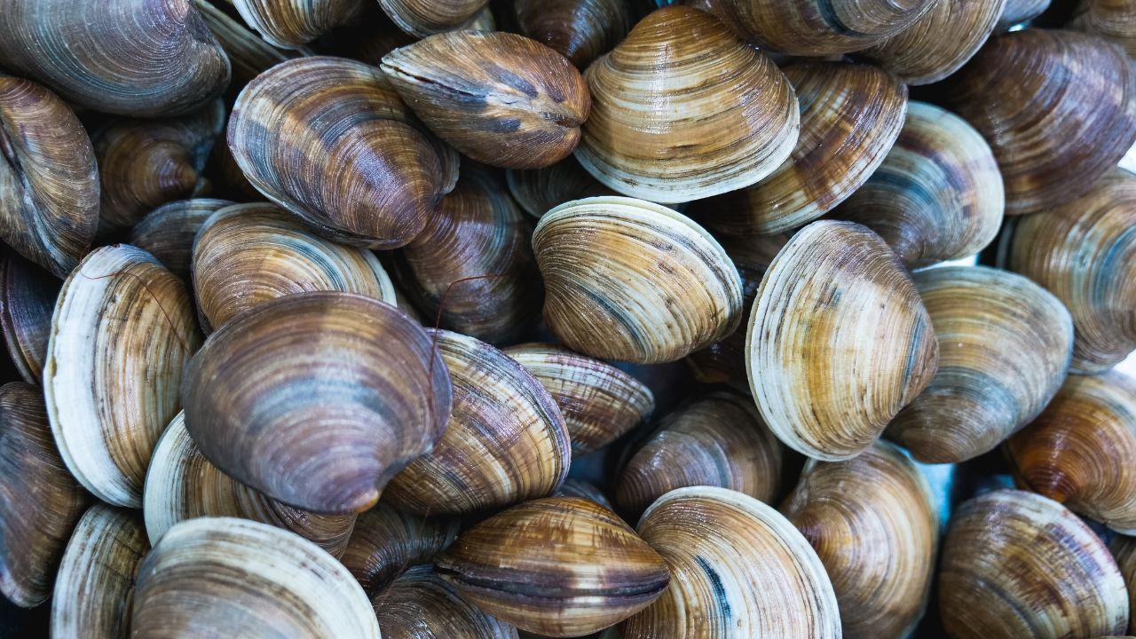
	Vongole ritirate dal mercato (Foto di repertorio)

