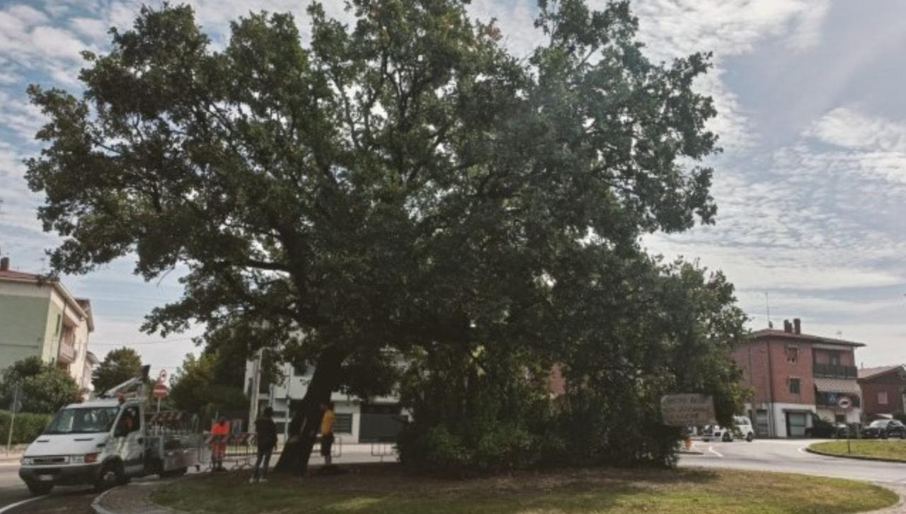 
	La storica quercia di Formigine

