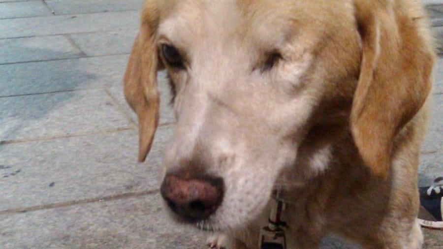 Aveva ucciso il cane Giacomo a roncolate: condannato anche in appello