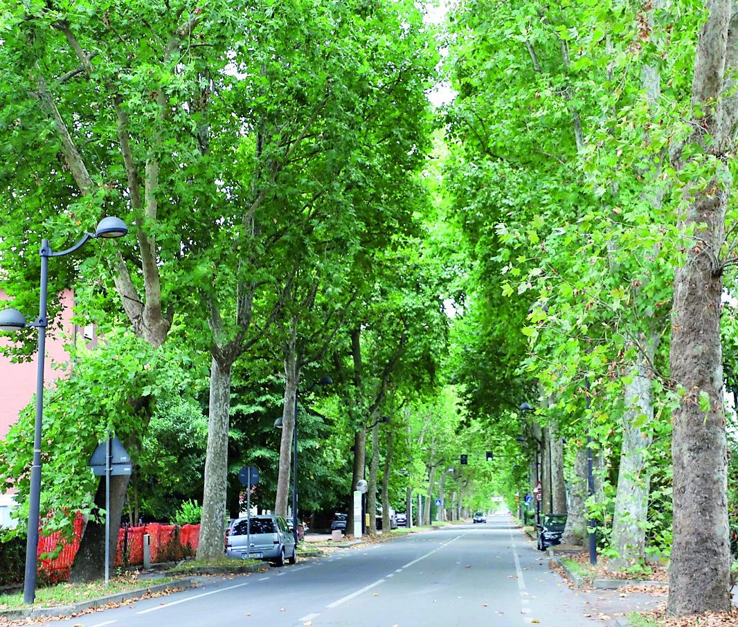 Reggio Emilia, venti alberi a rischio caduta: via agli abbattimenti