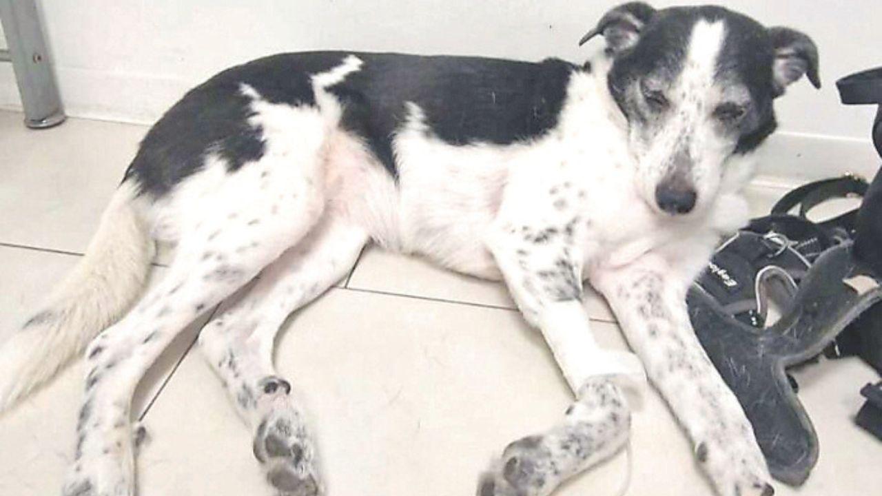 
	La cagnolina Mia

