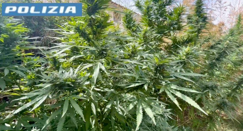 In casa una rigogliosa piantagione di marijuana: arrestato 60enne
