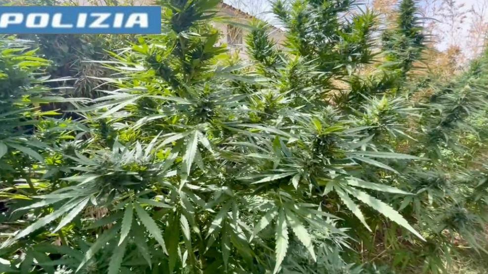 In casa una rigogliosa piantagione di marijuana: arrestato 60enne