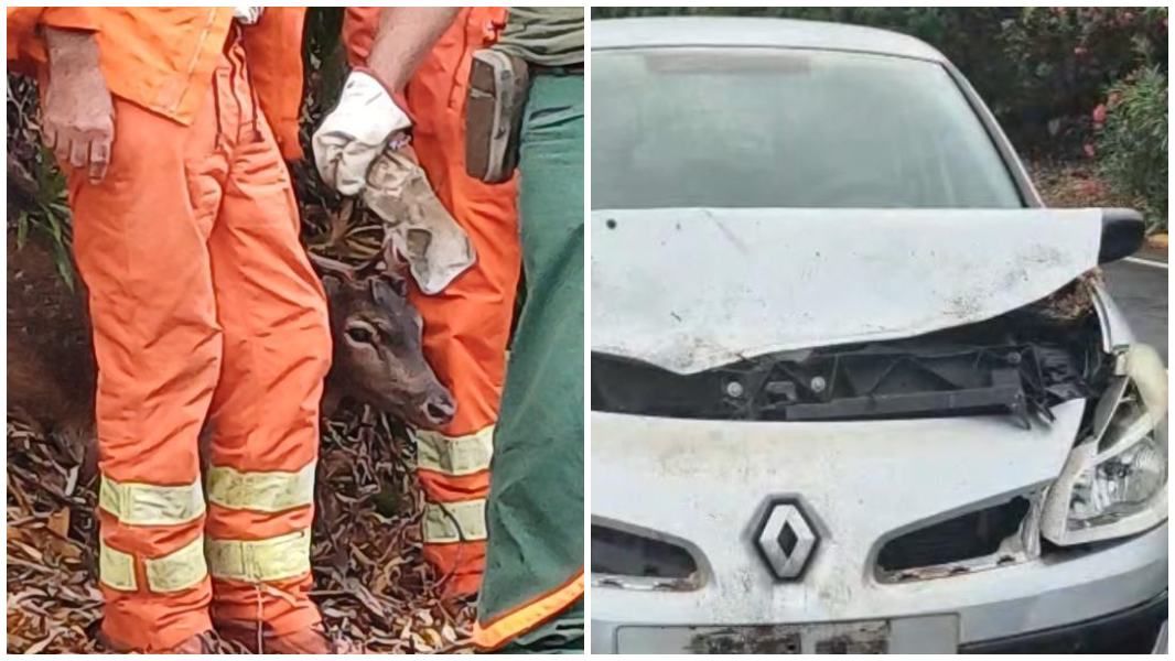 Alghero, auto contro un daino: paura per la conducente, ferito l’animale