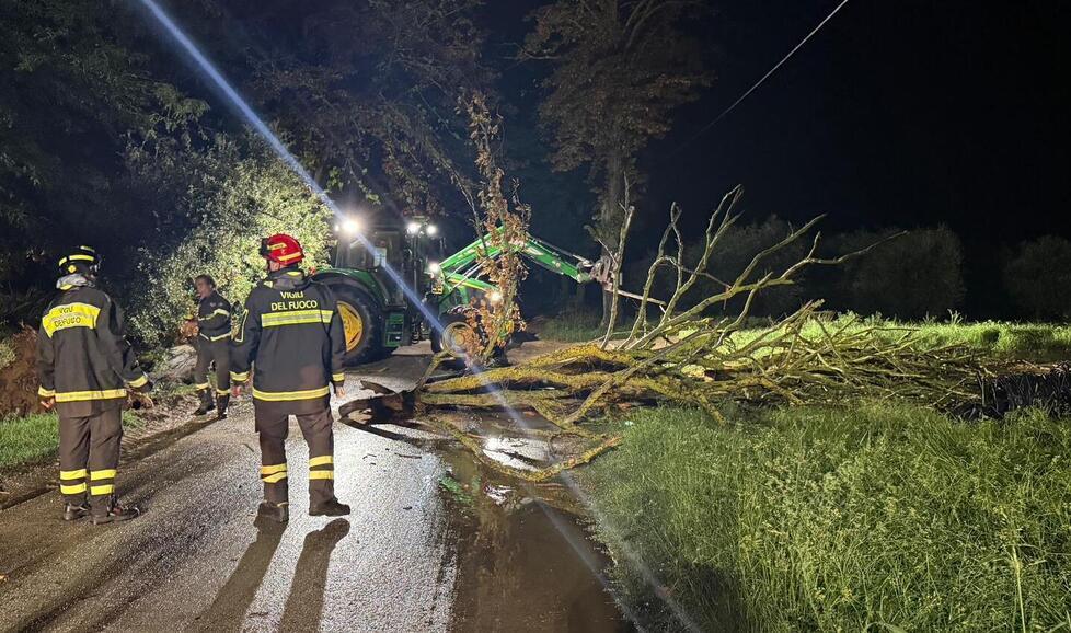 L'albero caduto
