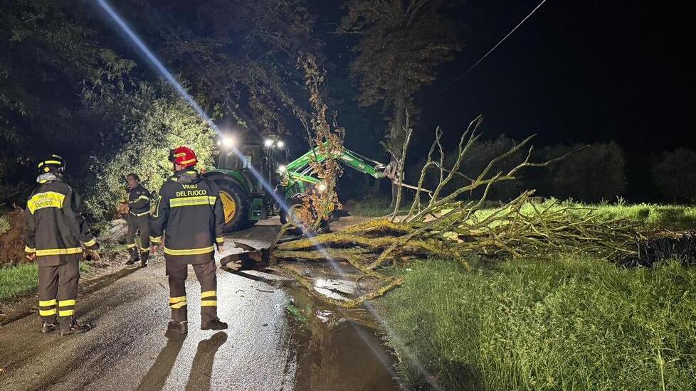 L'albero caduto