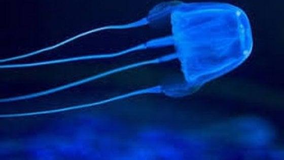 «Punto da una cubomedusa, emozione più forte del dolore»