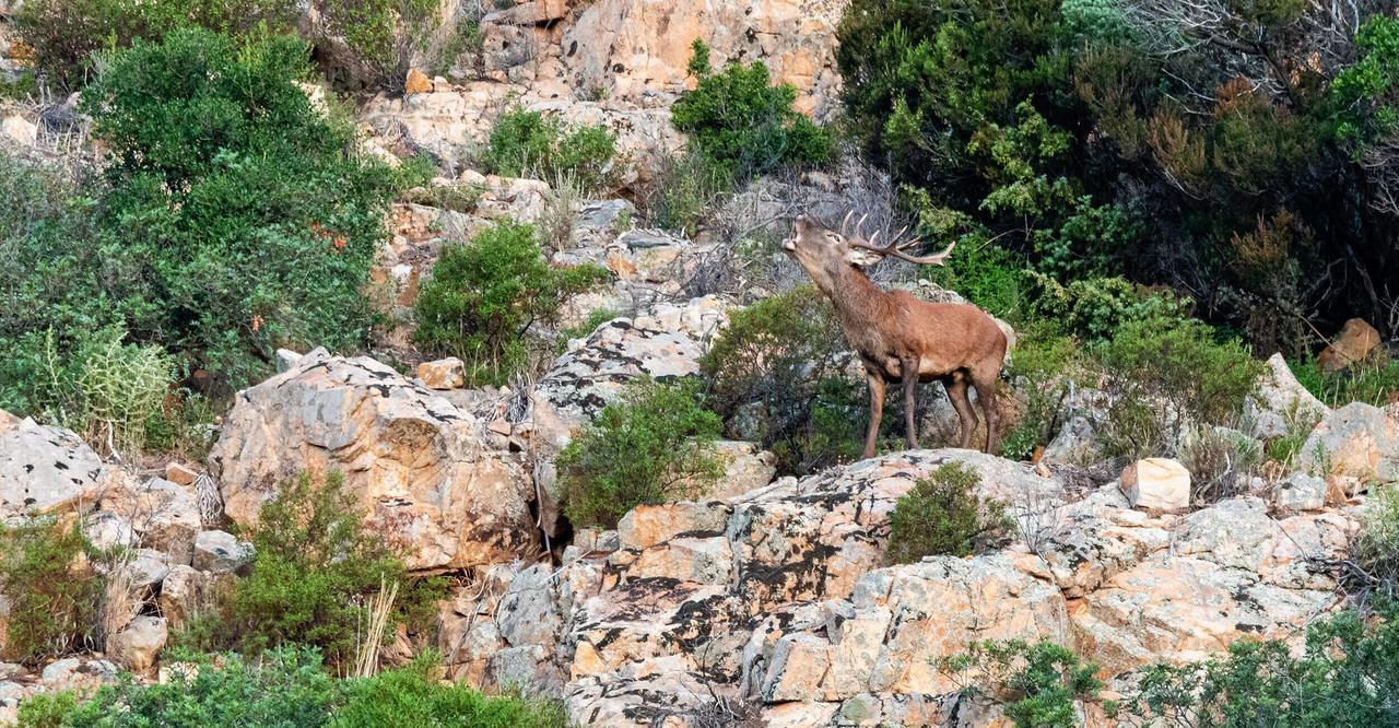 Cervi sardi in amore: due giorni per ascoltare i bramiti e scoprire quanti sono