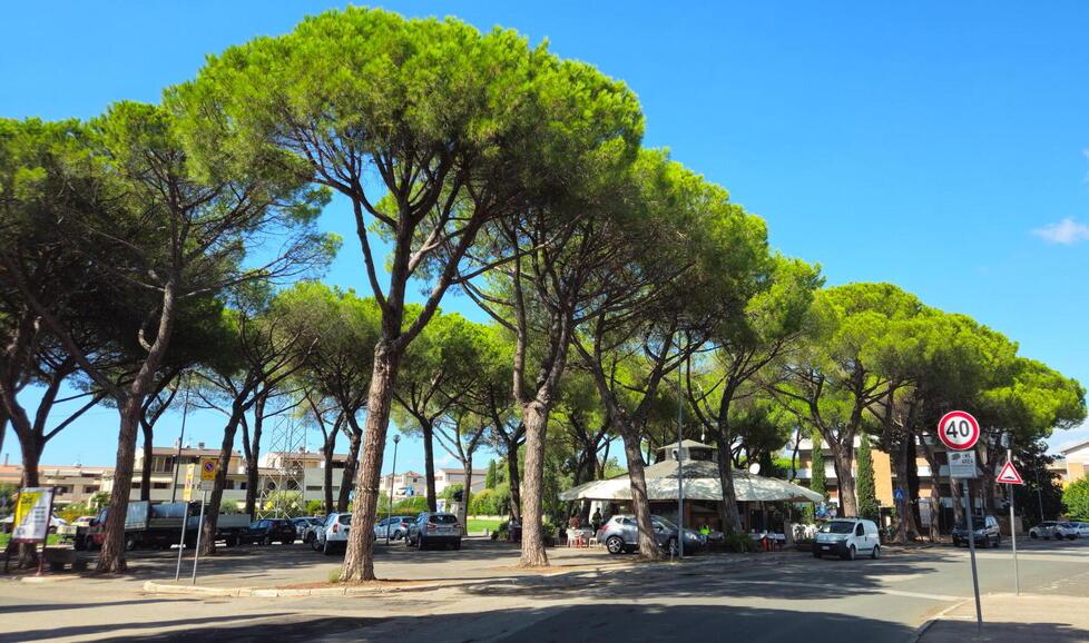 
	I pini in piazza Donatello (foto Agenzia Bf)

