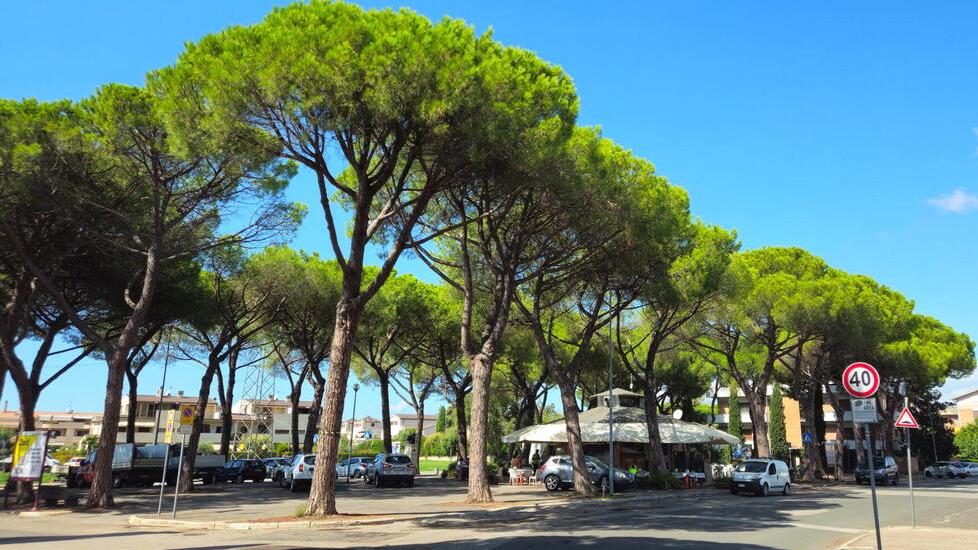 I pini in piazza Donatello (foto Agenzia Bf)