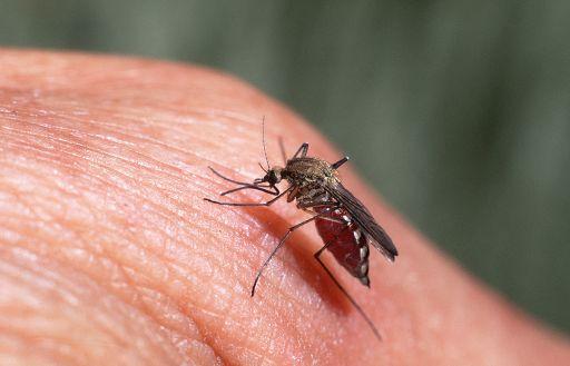 Due nuovi casi di Febbre del Nilo, i contagi nell’Oristanese salgono a 26