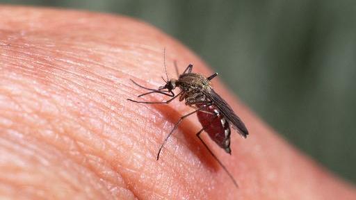 Due nuovi casi di Febbre del Nilo, i contagi nell’Oristanese salgono a 26