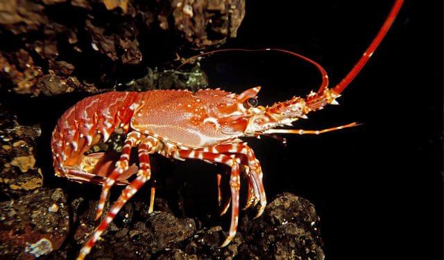 Pescano dieci chili di aragoste e tritoni nonostante i divieti: multati