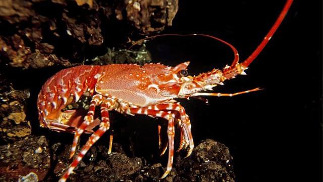 Pescano dieci chili di aragoste e tritoni nonostante i divieti: multati