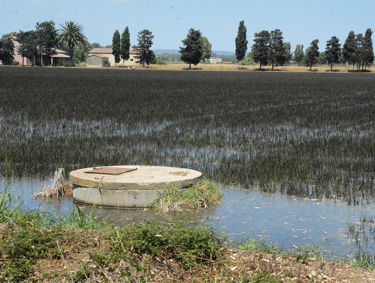 ORISTANO RISAIE DI RISO NERO 