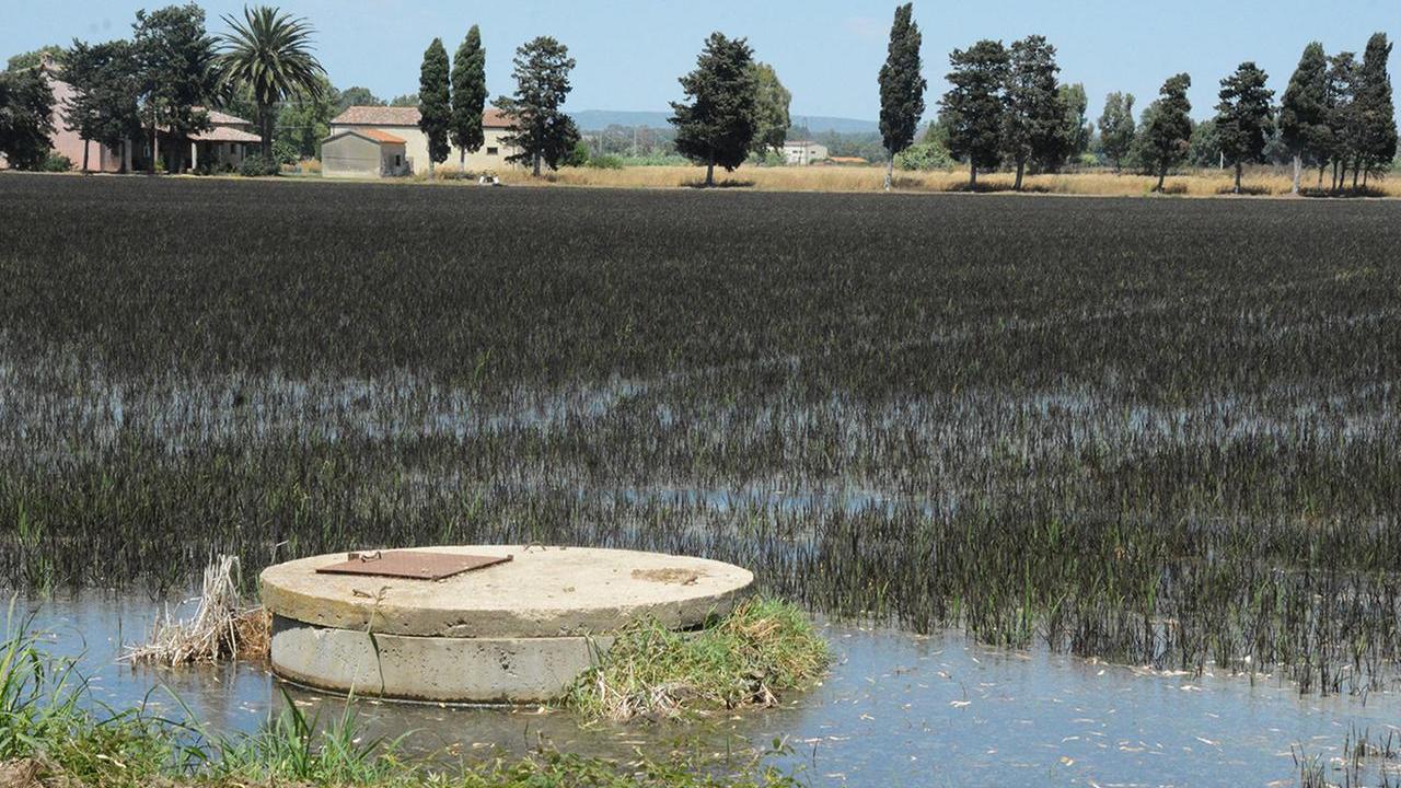 ORISTANO RISAIE DI RISO NERO