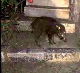 
	Il frame di un video che ritrae il cinghiale in paese

