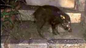 Il frame di un video che ritrae il cinghiale in paese