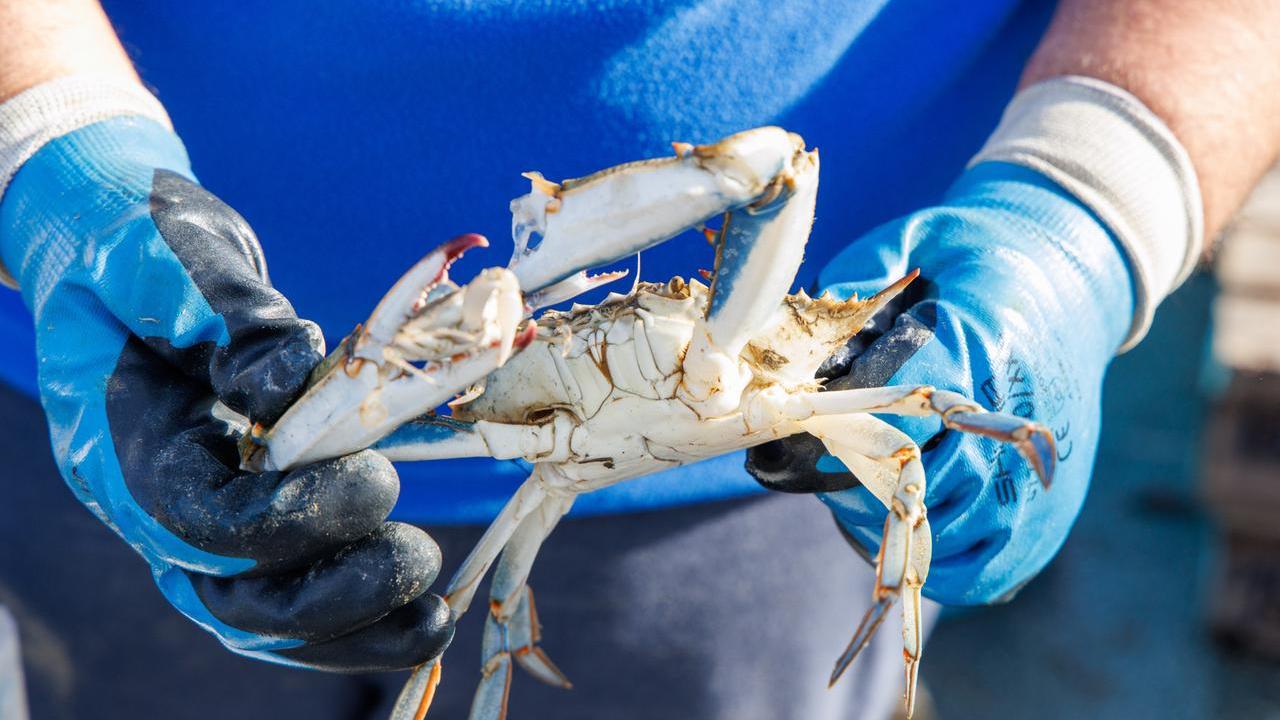 Da Goro a Comacchio, litorale invaso dal granchio blu: pizzicate e pesci spariti