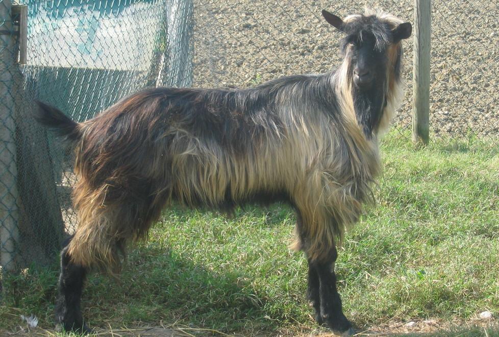 Caprone scorrazza nei campi ricerche nella notte, poi la cattura 
