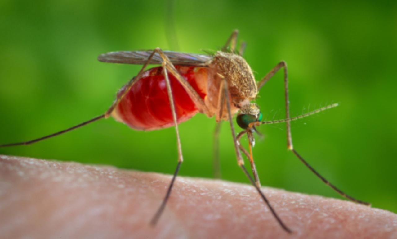 
	Il virus West Nile &egrave; trasmesso dalla zanzara comune

