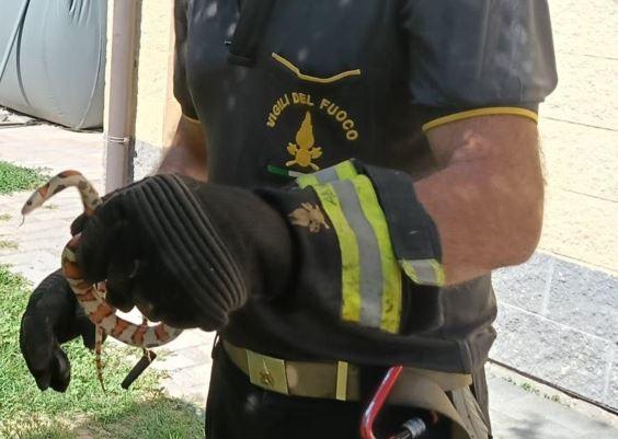 Luzzara, a Villarota i vigili del fuoco recuperano un “serpente da latte”