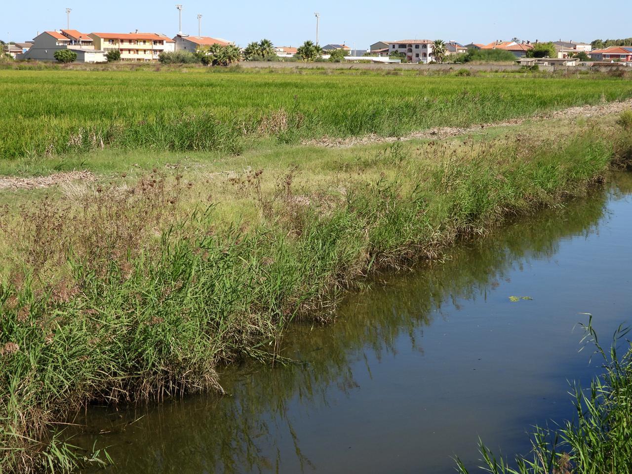 Risaie e febbre del Nilo, gli esperti: «Cambiare i metodi di irrigazione»