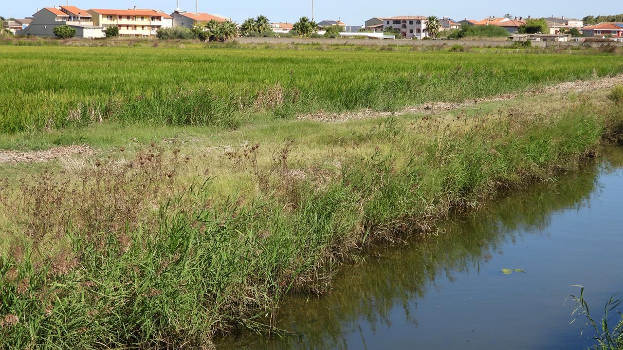 Risaie e febbre del Nilo, gli esperti: «Cambiare i metodi di irrigazione»
