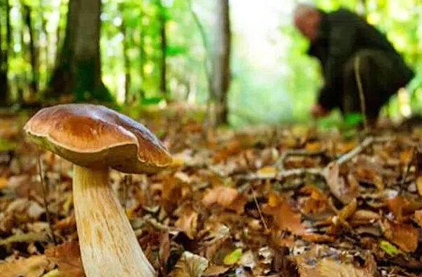Funghi, Pistoia e Pescia esclusi dai divieti settimanali: qui il bosco “non riposa” mai