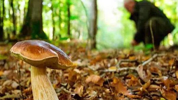 Funghi, Pistoia e Pescia esclusi dai divieti settimanali: qui il bosco “non riposa” mai
