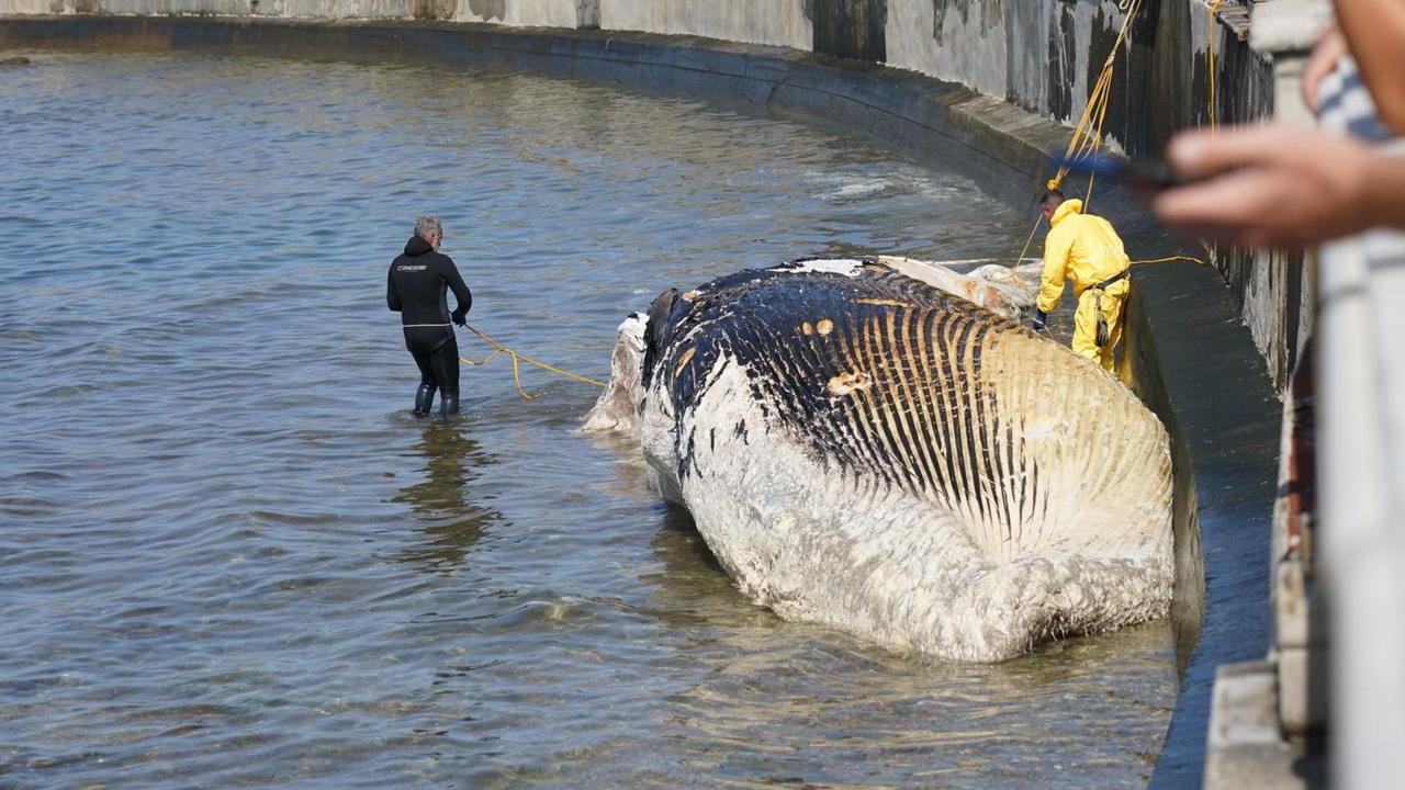 La rimozione della balenottera (foto Stick)