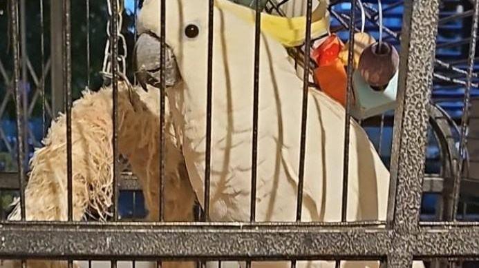 Cacatua scappa da Fabbrico: appello per ritrovare Mia. C’è una ricompensa