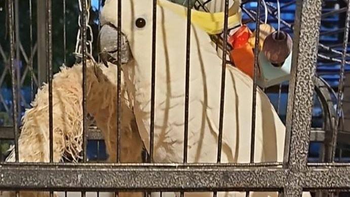 Cacatua scappa da Fabbrico: appello per ritrovare Mia. C’è una ricompensa