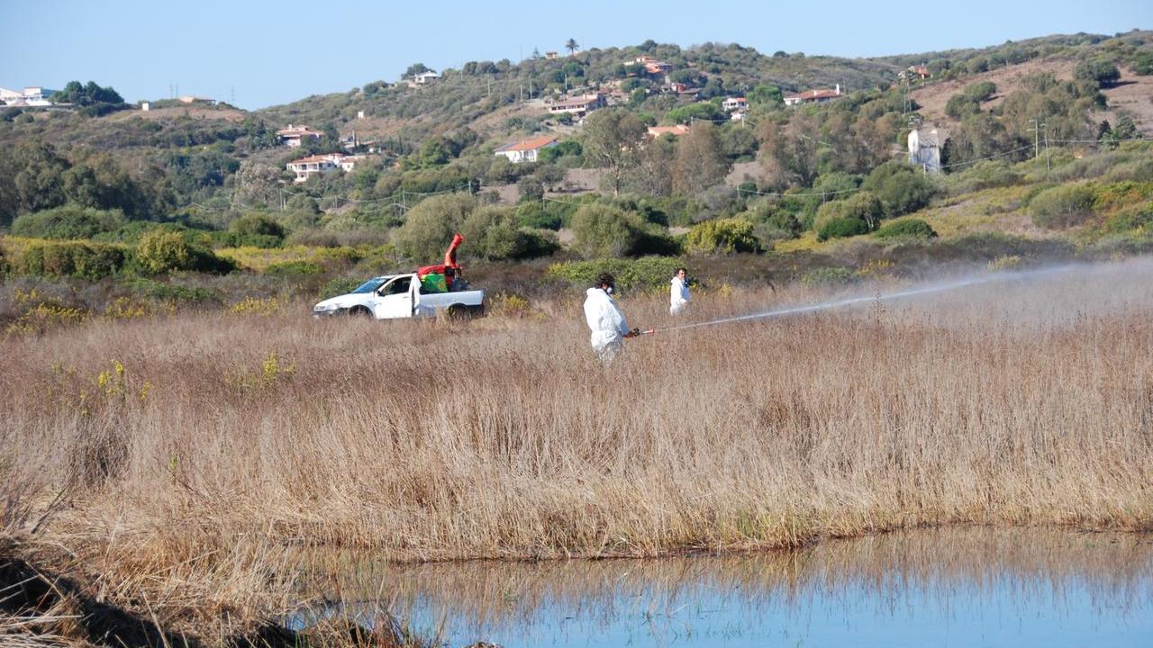 Disinfestazione anti West Nile nelle zone umide