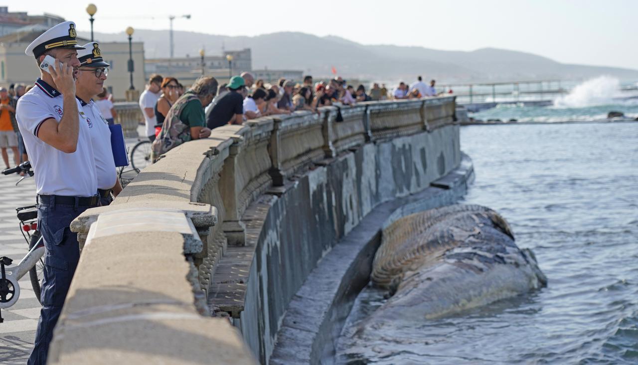 
	La balena spiaggiata

