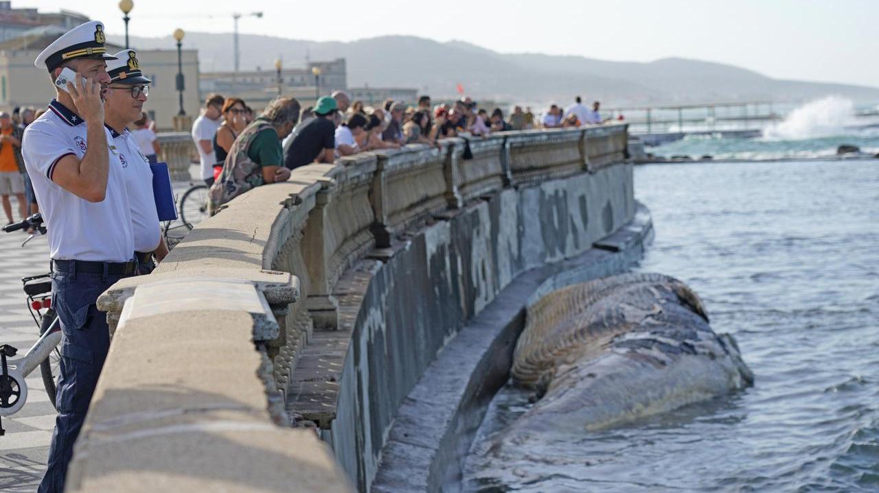 La balena spiaggiata